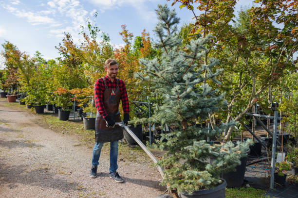 Best Tree Removal Services  in Machesney Park, IL